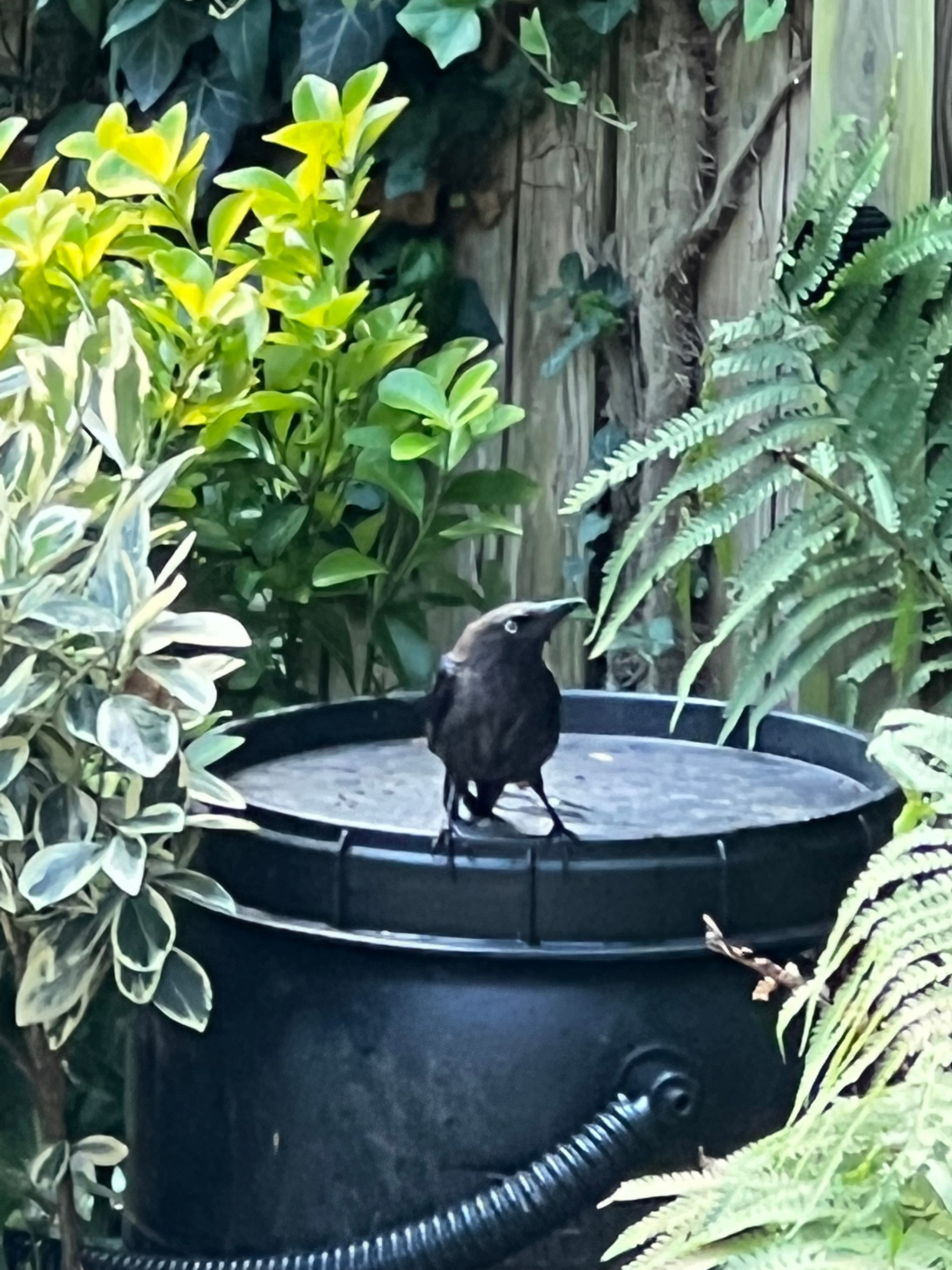 Garden photograph 13