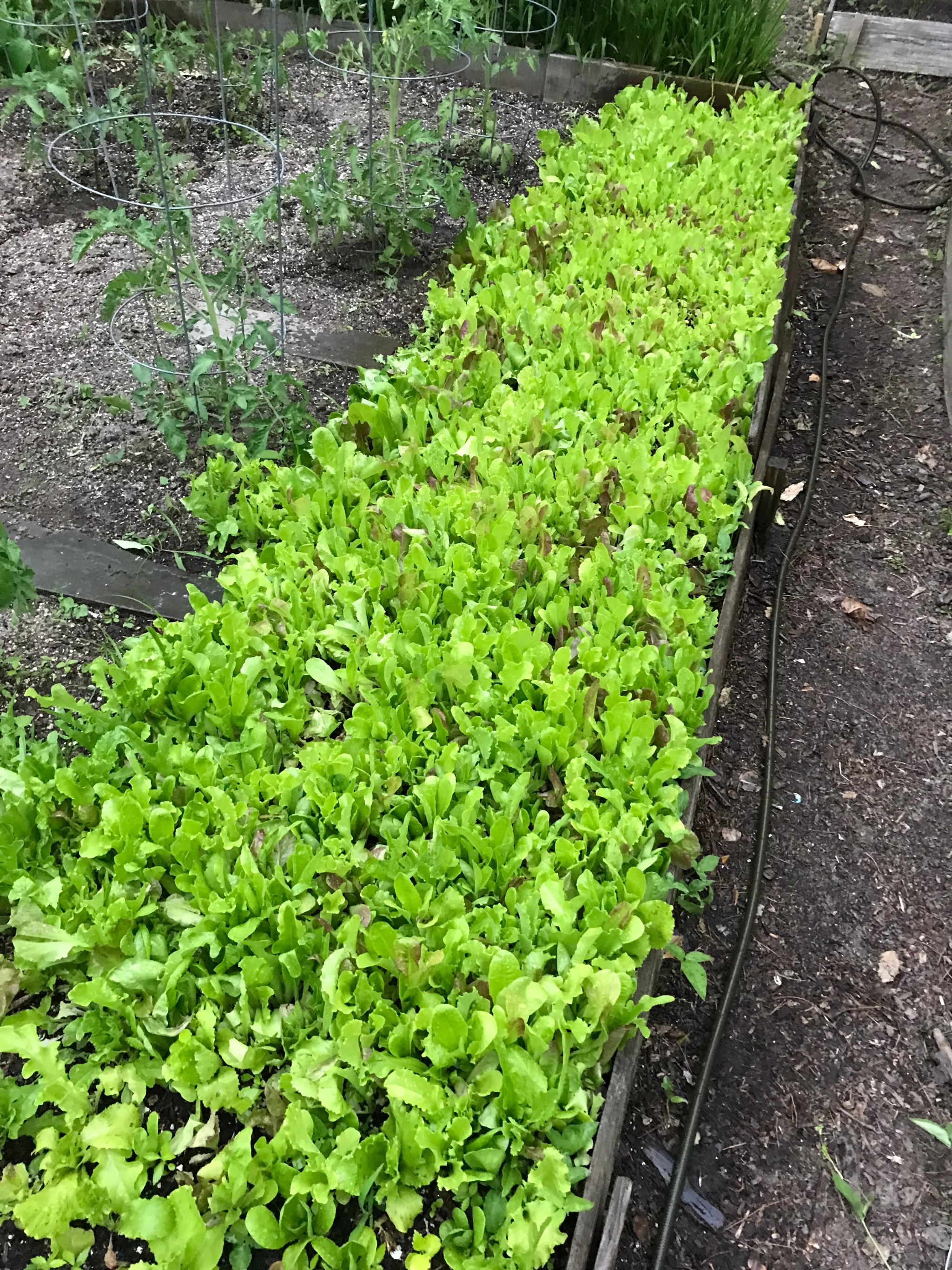 Garden photograph 10