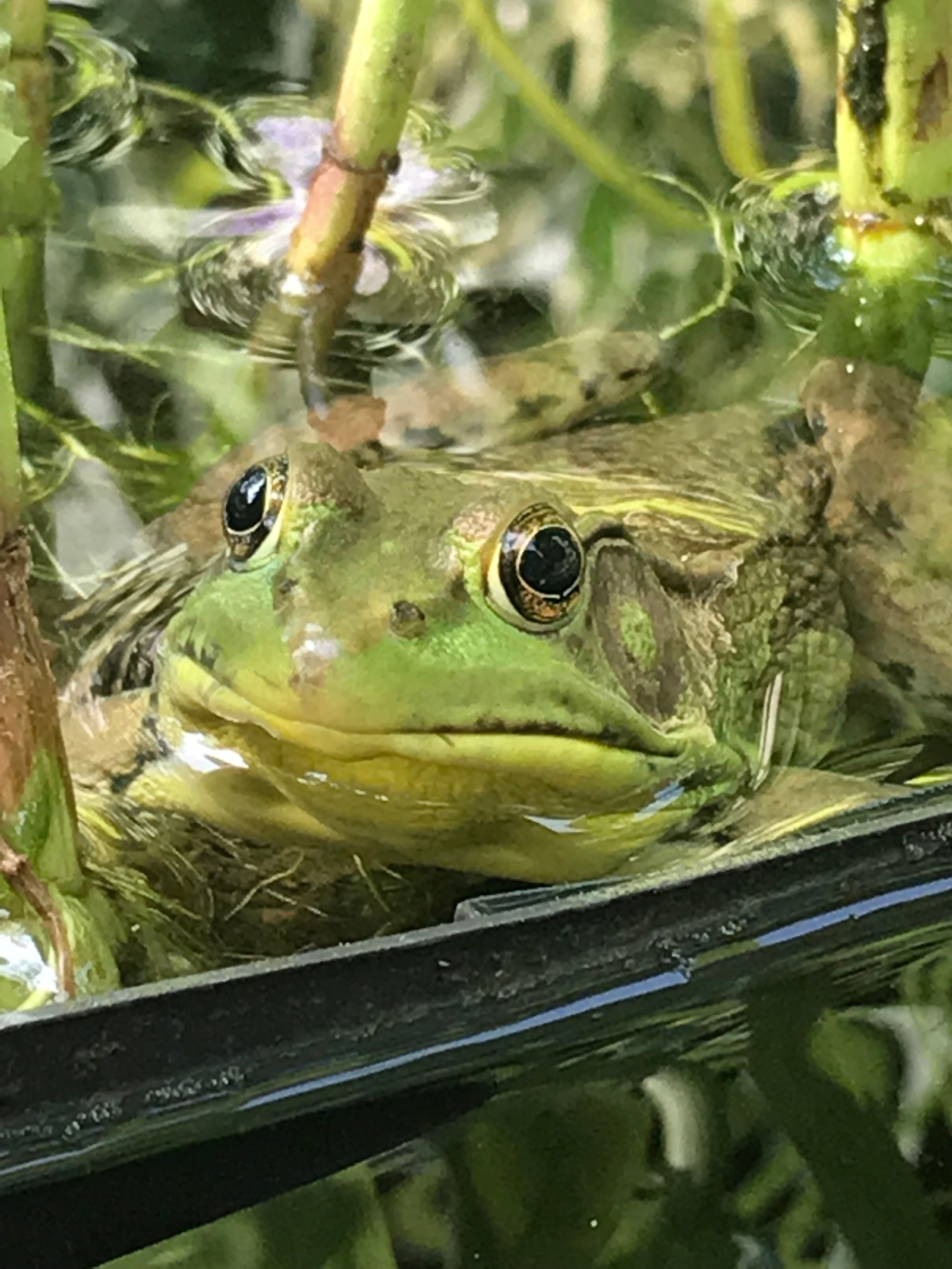 Garden photograph 14