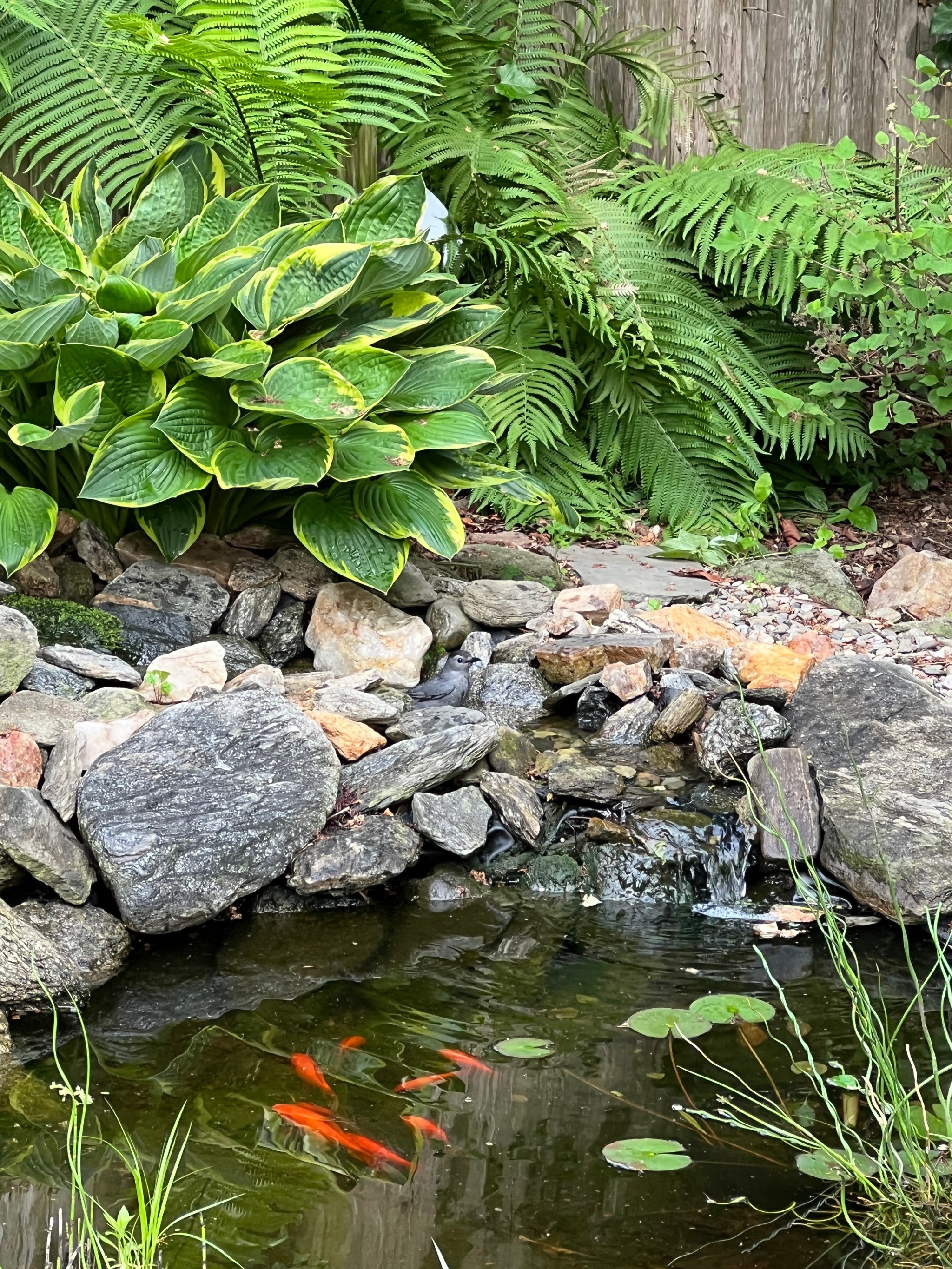 Garden photograph 16