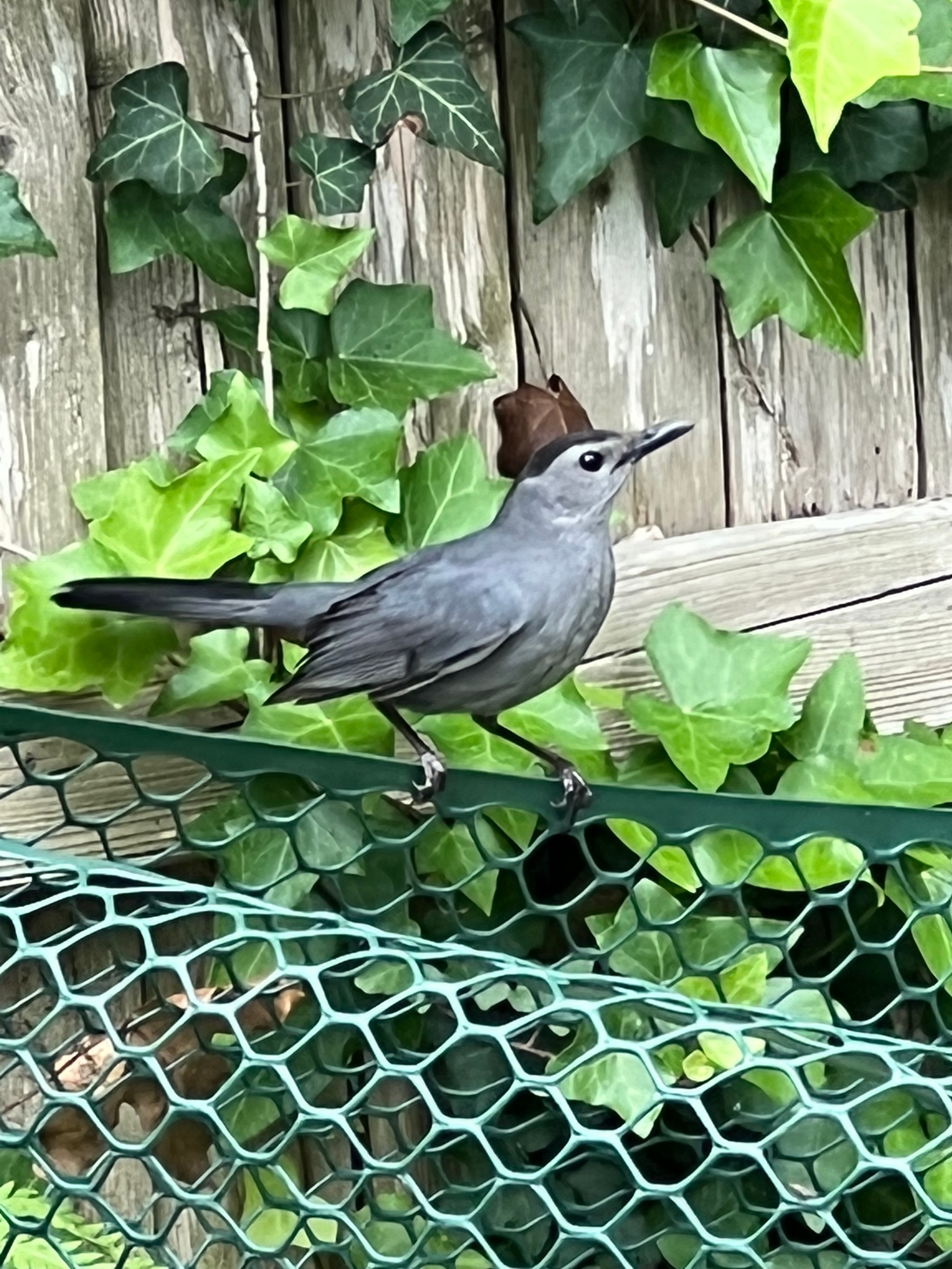 Garden photograph 15