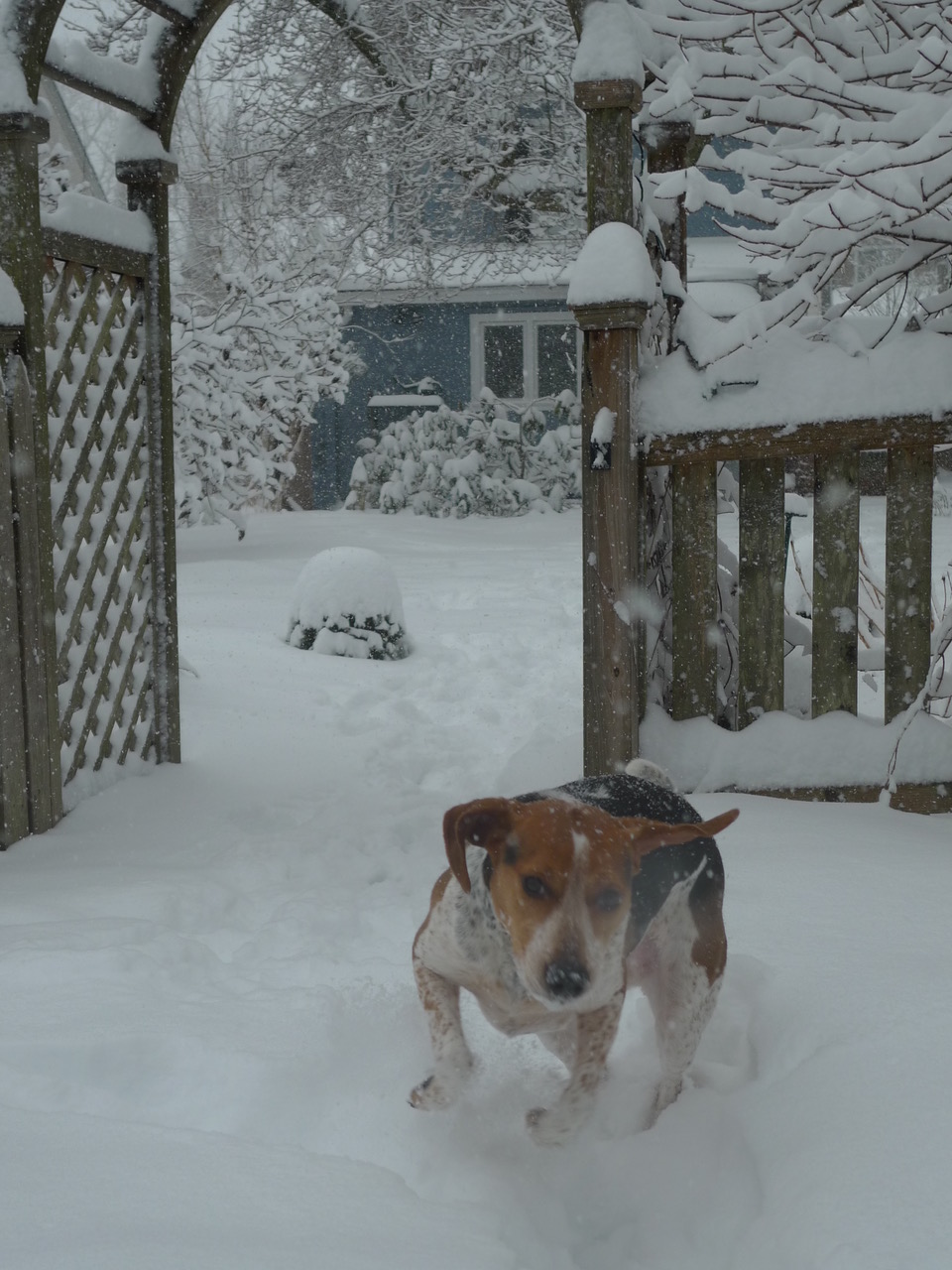 Garden photograph 12